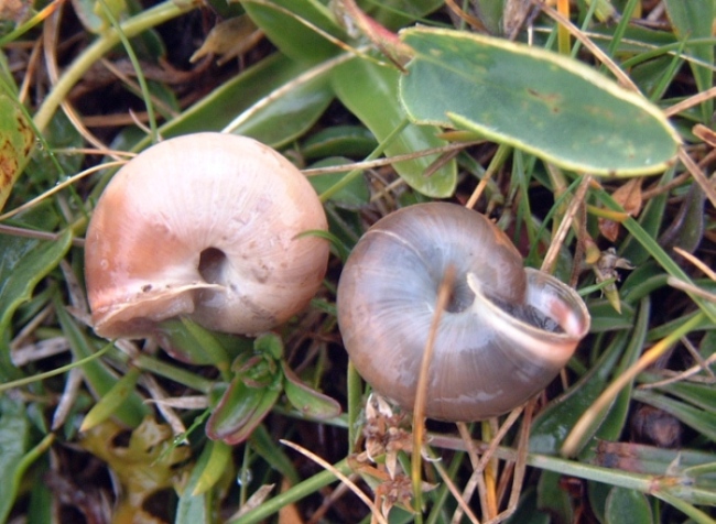 Colore del mollusco in Monacha del gruppo cantiana